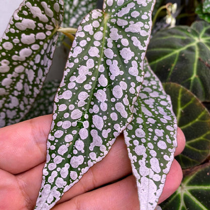 Begonia ' White Ice '