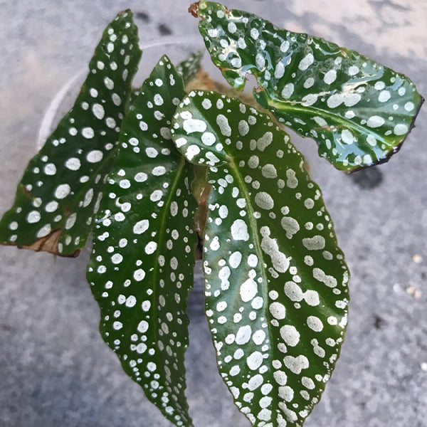 Begonia ' White Ice '