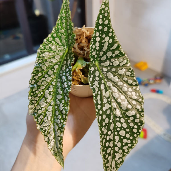 Begonia ' White Ice '