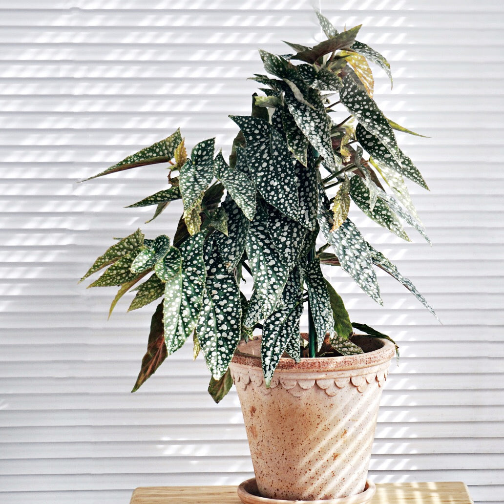 Begonia ' White Ice '