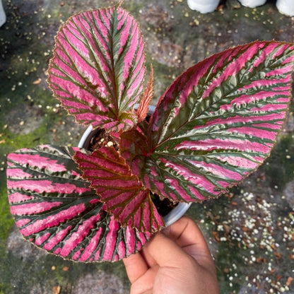 Begonia 'Exotica' (Begonia brevirimosa subsp.)