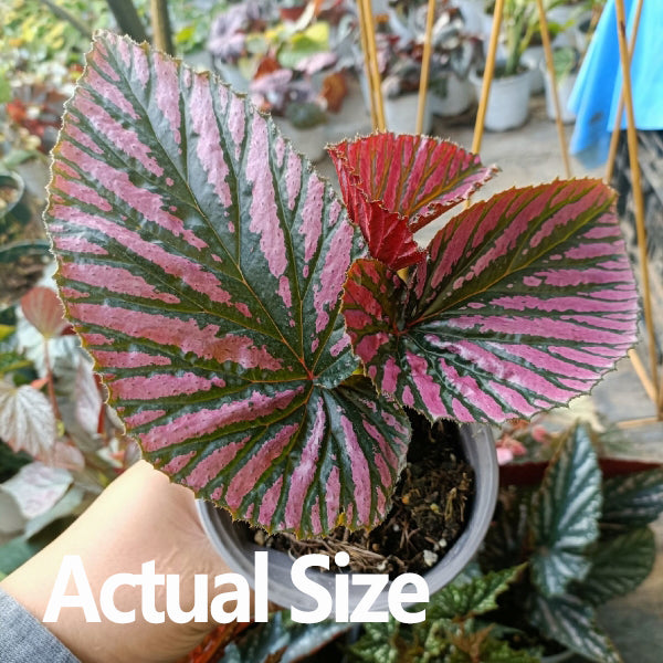 Begonia 'Exotica' (Begonia brevirimosa subsp.)