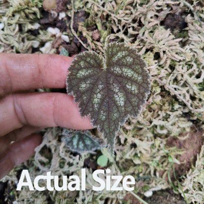 Begonia fimbristipula Hance