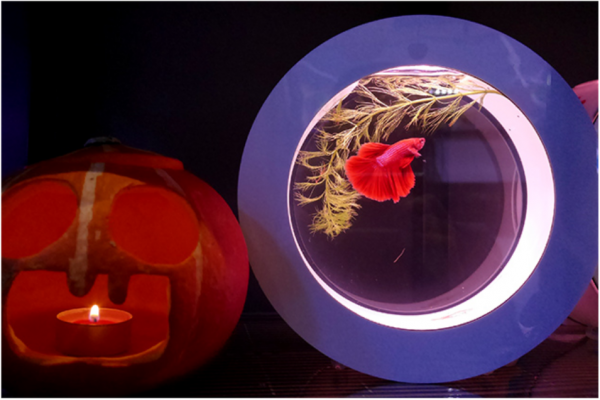 Mini Desktop Aquarium Fish With Water Filtration LED（Betta Fish Tank）