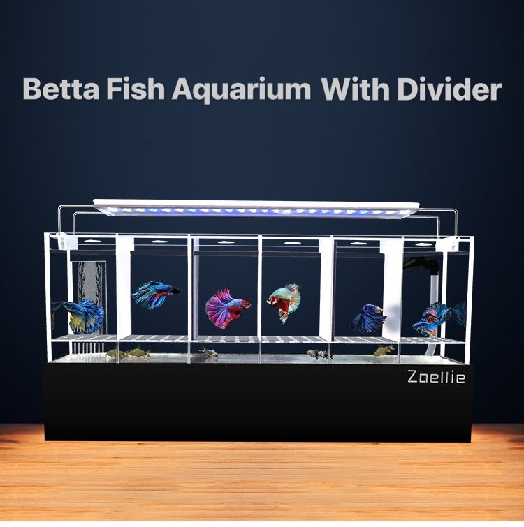 Betta Fish Multiple Tanks With Filtration