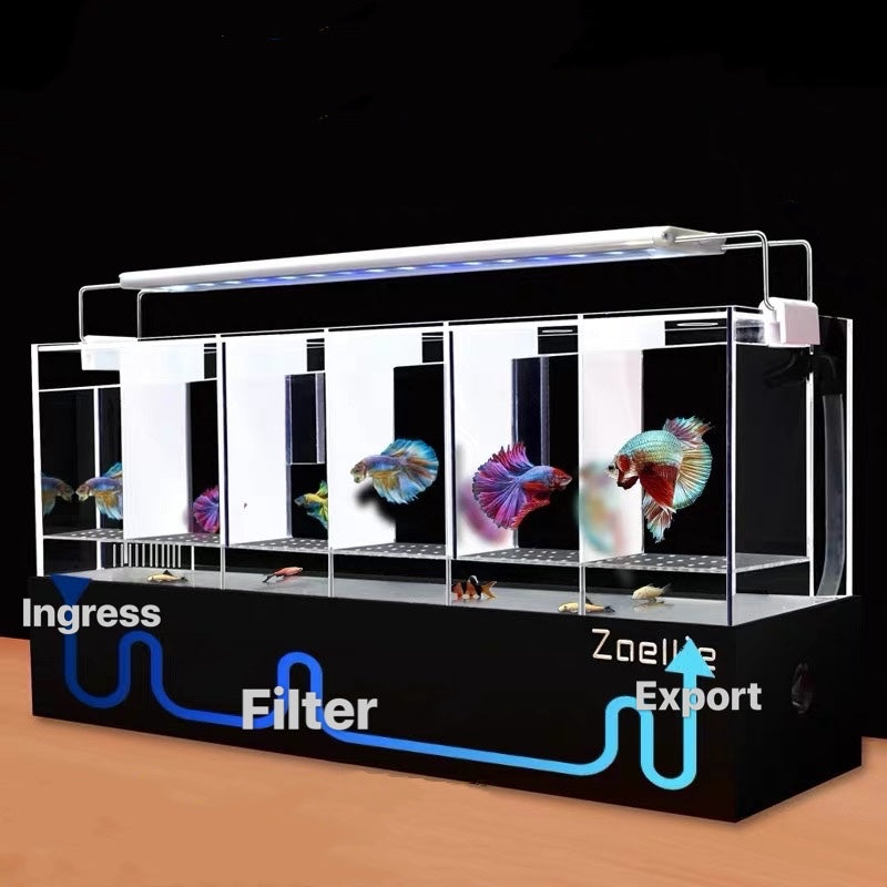 Betta Fish Multiple Tanks With Filtration for Sale | My Home Nature