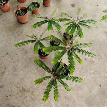 Other Terrestrial Plants – My Home Nature