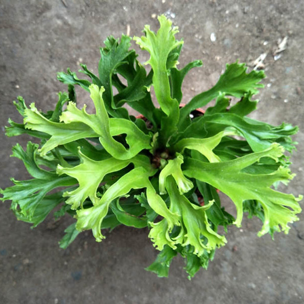 Bird Nest Fern ( Asplenium nidus ' Leslie ' )