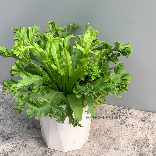 Bird Nest Fern ( Asplenium nidus ' Leslie ' )