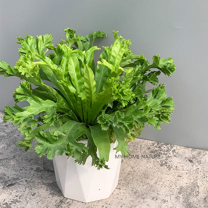 Bird Nest Fern ( Asplenium nidus ' Leslie ' )