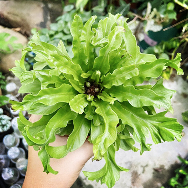 Bird Nest Fern ( Asplenium nidus ' Leslie ' )