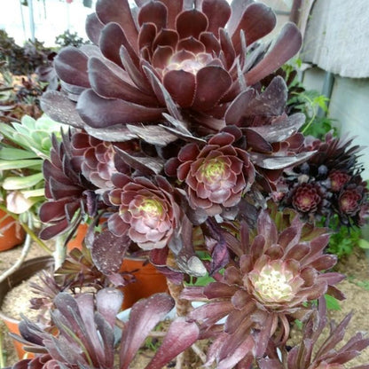 Black Magic(Aeonium)