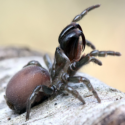 Black Purse Web Spider (Calommata signata)