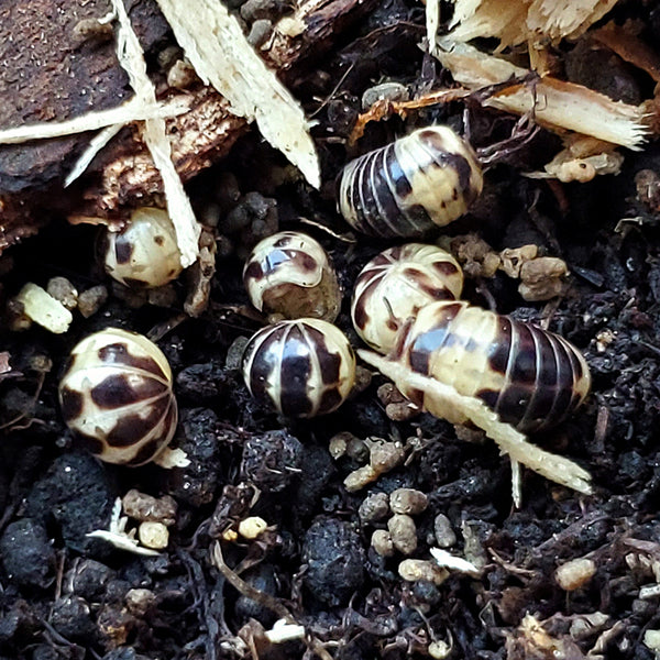 Black Spots (Rhopalomeris sp.)