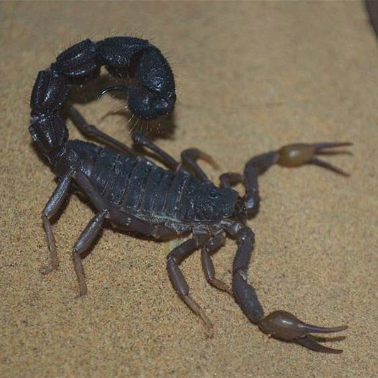 Black Thick-Tail Scorpion (Parabuthus transvaalicus)