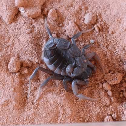 Black Thick-Tail Scorpion (Parabuthus transvaalicus)