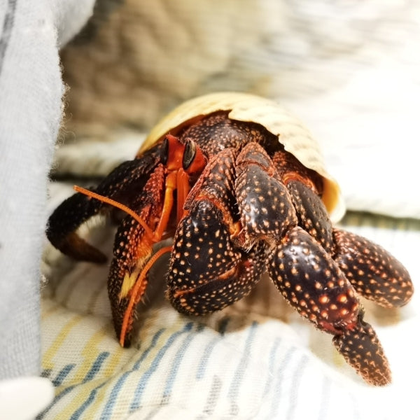Black Strawberry Hermit Crab ( Coenobita perlatus )