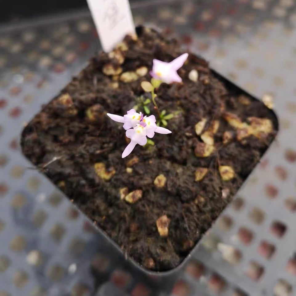 Bladderwort (Utricularia Warburgii)