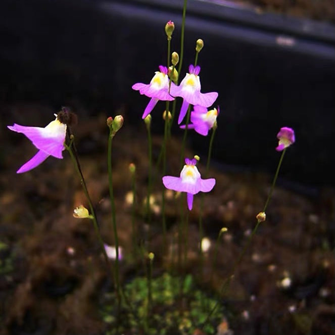 Bladderwort (Utricularia Warburgii)
