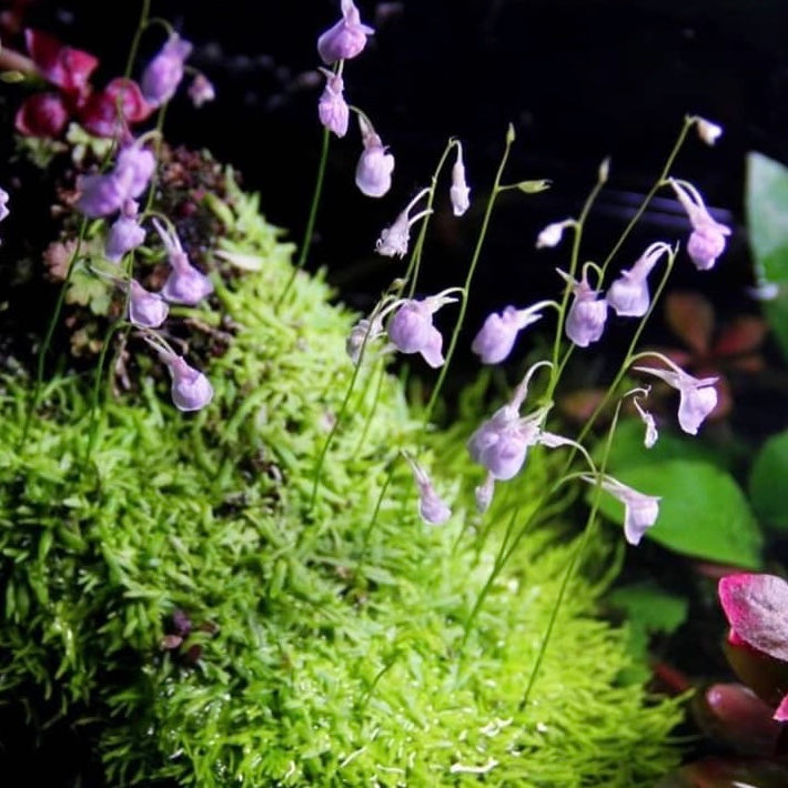 Utricul Utricularia Graminifolia Flower