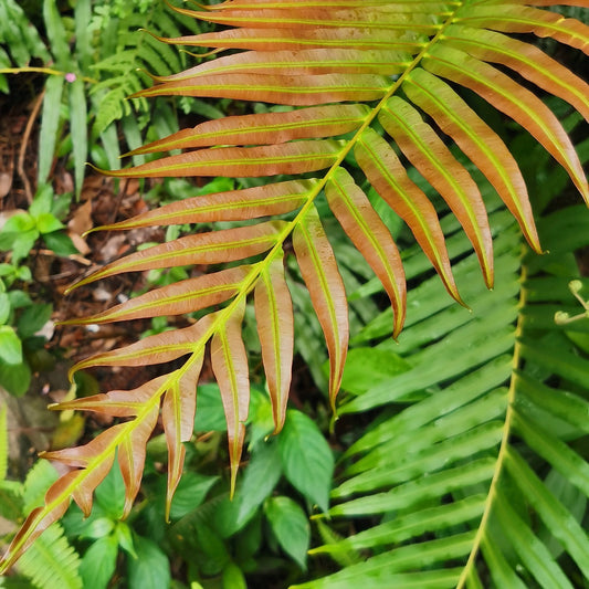 Blechnum orientale L. (Red )