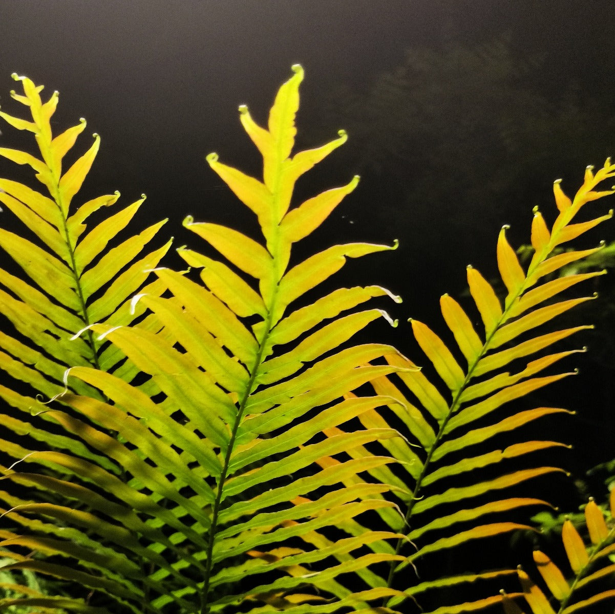 Blechnum orientale L. (Red )