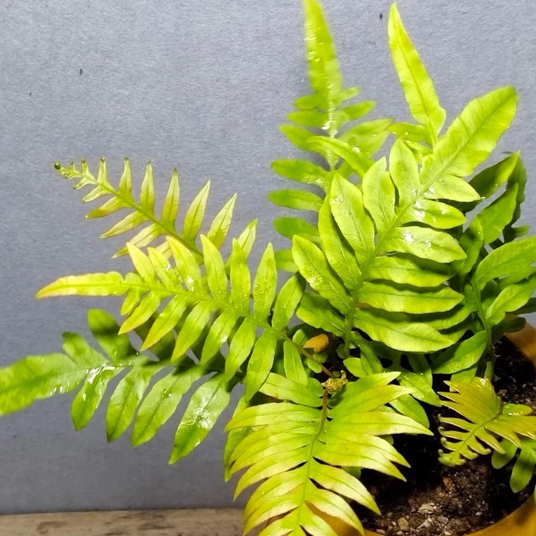 Blechnum orientale L. (Red )