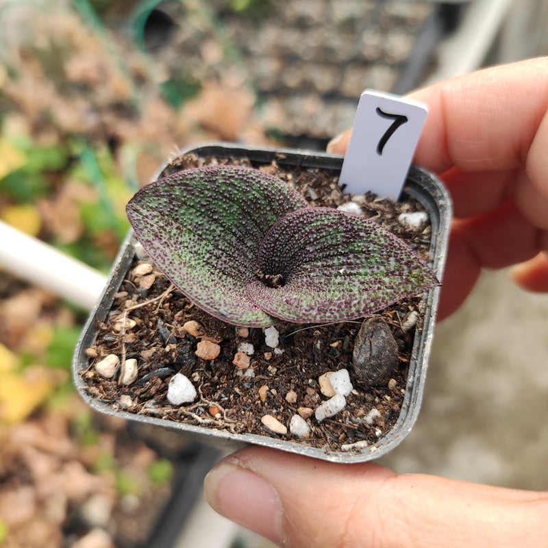 Blistered massonia (Massonia pustulata)