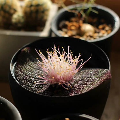 Blistered massonia (Massonia pustulata)