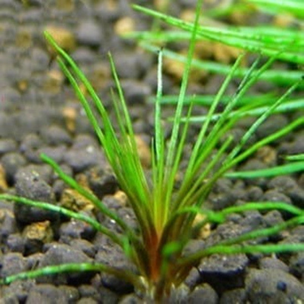 Blood vomit ( Centrolepis sp )