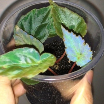 Blue Begonia (Begonia pavonina)