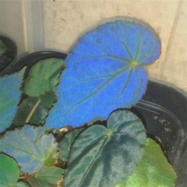 Blue Begonia (Begonia pavonina)