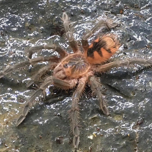 Blue Bloom Tarantula (Pamphobeteus sp nigricolor)