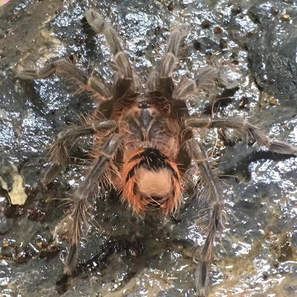 Blue Bloom Tarantula (Pamphobeteus sp nigricolor)