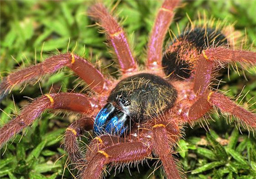 Blue Fang Skeleton Tarantula (Ephebopus cyanognathus)