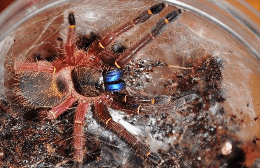 Blue Fang Skeleton Tarantula (Ephebopus cyanognathus)