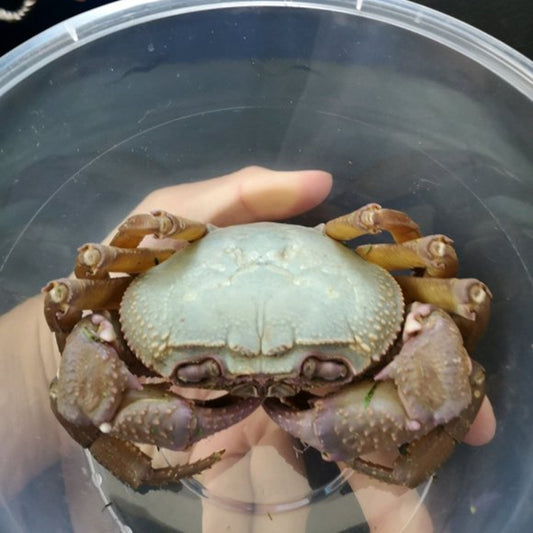 Blue Indochinamon Crab (Indochinamon chinghungense)