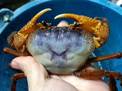 Blue Indochinamon Crab (Indochinamon chinghungense)
