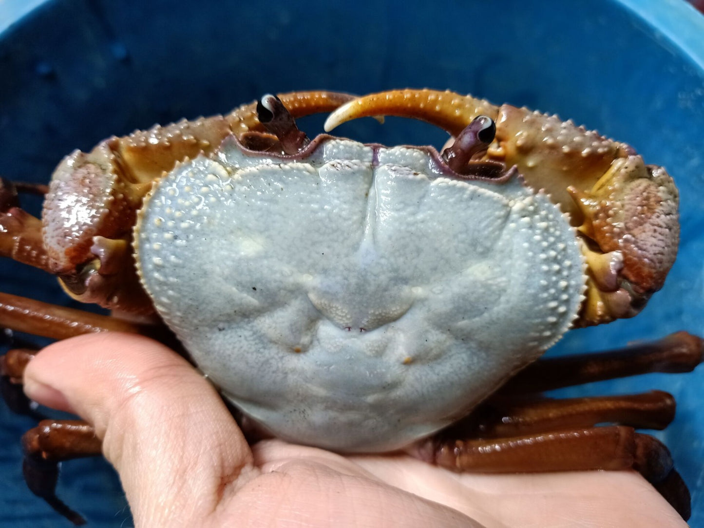 Blue Indochinamon Crab (Indochinamon chinghungense)
