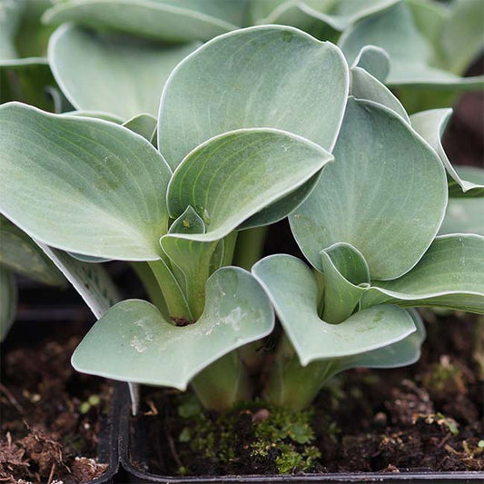 Blue Mouse Ears Hosta