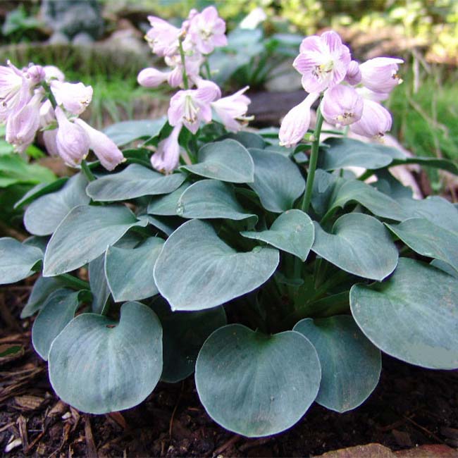 Blue Mouse Ears Hosta