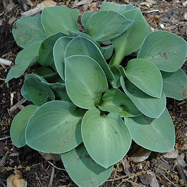 Blue Mouse Ears Hosta