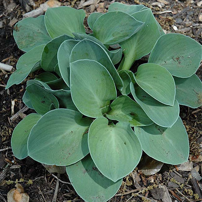Blue Mouse Ears Hosta