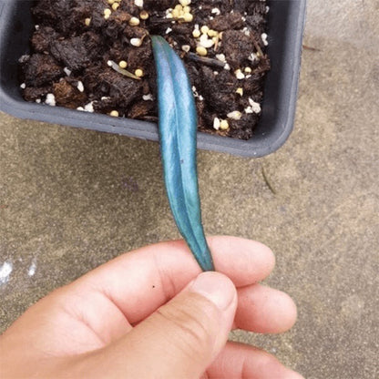 Blue Oil Fern ( Microsorum thailandicum )