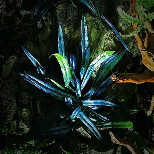 Blue Oil Fern ( Microsorum thailandicum )
