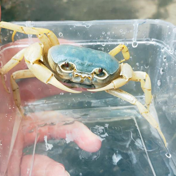 Blue Pirate Crab (Vietorintalia rubrum)