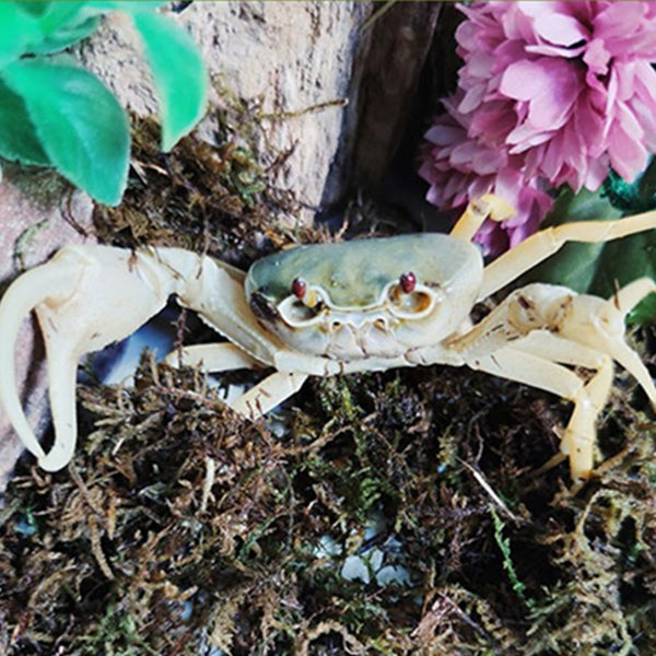 Blue Pirate Crab (Vietorintalia rubrum)