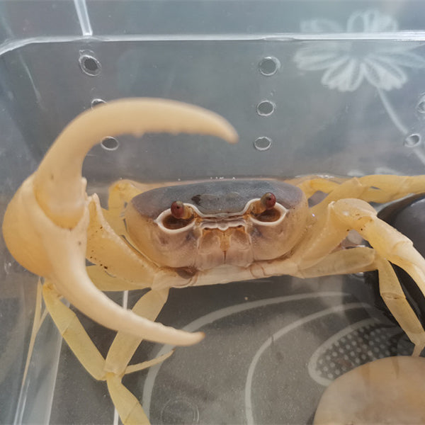 Blue Pirate Crab (Vietorintalia rubrum)