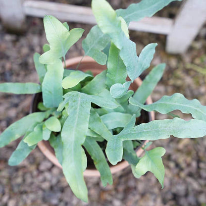 buy blue star fern Blue Star Fern (Phlebodium aureum) for Sale