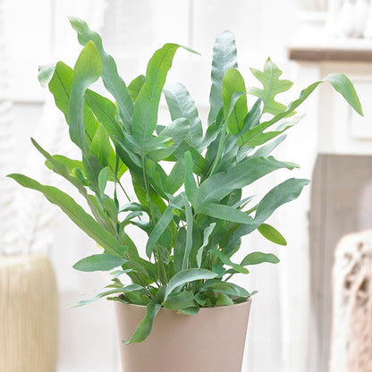 polypodium aureum 'blue star' fern Blue Star Fern (Phlebodium aureum) for Sale